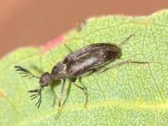 Trigonodera conicollis