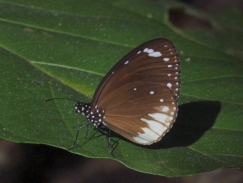 Euploea darchia (MacLeay, 1826)