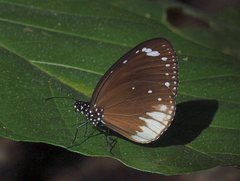Euploea darchia niveata