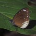 Euploea darchia - Photo 由 Martin Lagerwey 所上傳的 (c) Martin Lagerwey，保留部份權利CC BY-NC-SA