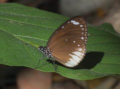 Euploea darchia niveata