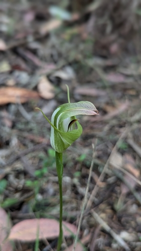 Image of Pterostylis baptistii by no rights reserved