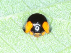 Chilocorus maculatus