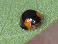 Chilocorus maculatus