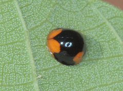 Chilocorus maculatus