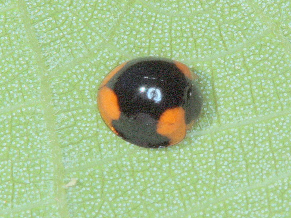 Chilocorus maculatus