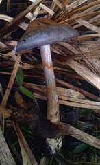 Cortinarius rotundisporus image