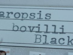 Paropsis bovilli