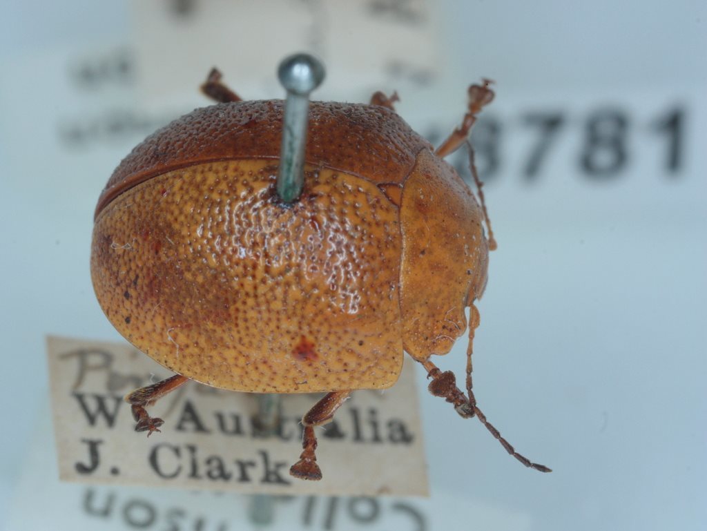 Paropsis latissima