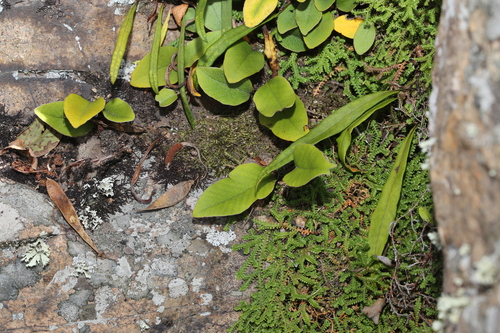 Lepisorus ussuriensis iNat (2)