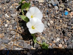 Calystegia occidentalis