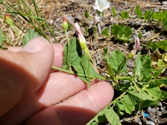Calystegia occidentalis