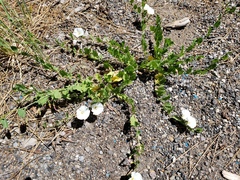 Calystegia occidentalis