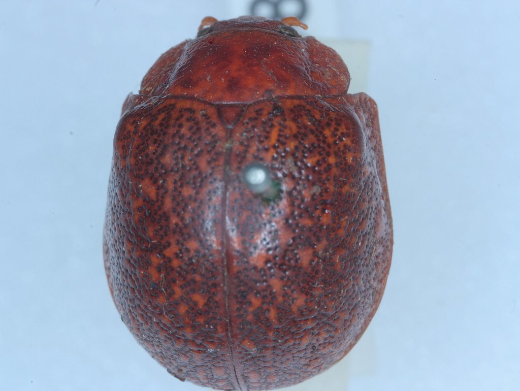 Paropsis montana