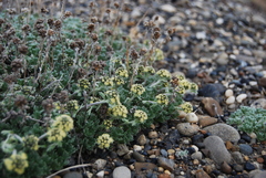 Artemisia glomerata