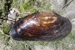 Strophitus undulatus