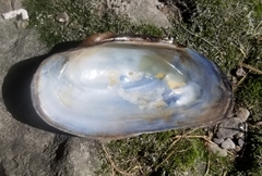 Strophitus undulatus