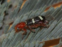 Lemidia rufa