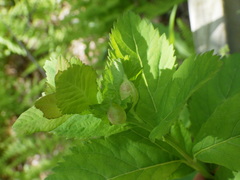 Dasineura salicifoliae