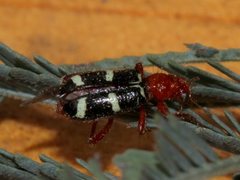 Lemidia rufa