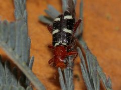 Lemidia rufa