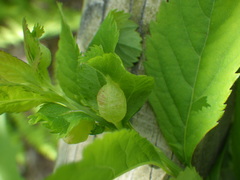Dasineura salicifoliae