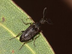 Trigonodera conicollis