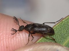 Trigonodera conicollis
