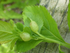 Dasineura salicifoliae