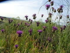 Centaurea scabiosa adpressa