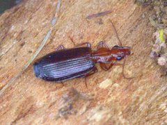 Demetrida longicollis