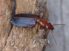 Demetrida longicollis