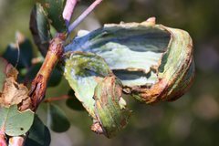 Apiomorpha munita munita