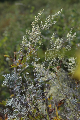 Artemisia macilenta iNat (3)