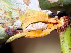 Apiomorpha munita munita