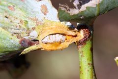 Apiomorpha munita munita