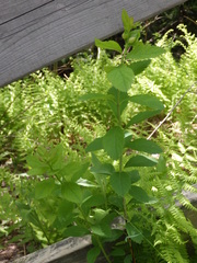 Dasineura salicifoliae