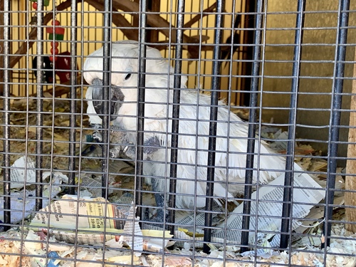 Cacatua alba