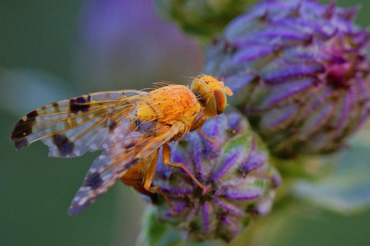 Mottled Thistle Fly