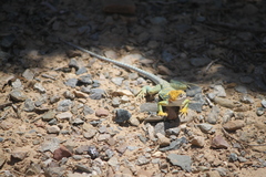 Crotaphytus collaris collaris