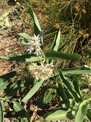 Asclepias speciosa