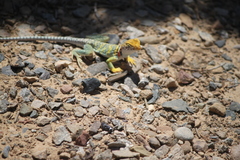 Crotaphytus collaris collaris
