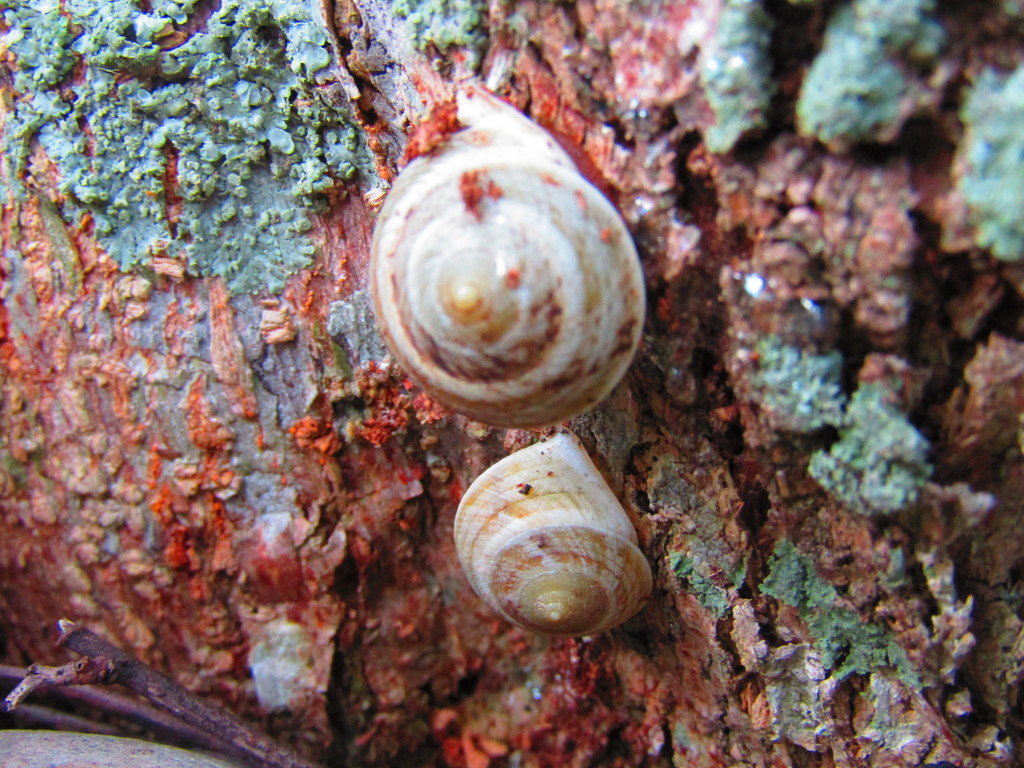 Helicina ghiesbreghti