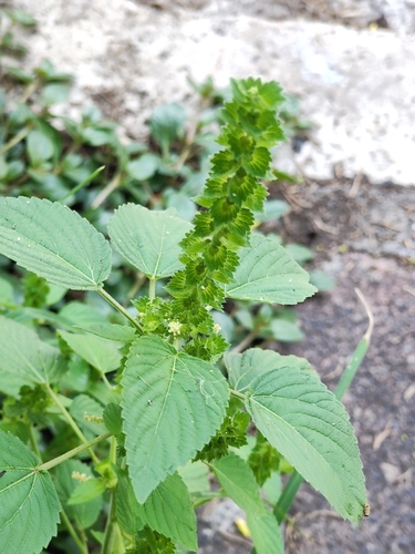Acalypha salvadorensis