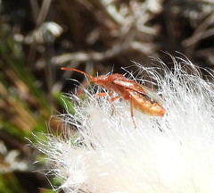 Stictopleurus knighti