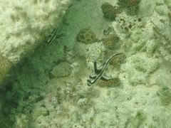 Pareques acuminatus