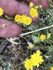 Crepis neglecta