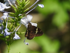 Celaenorrhinus stallingsi
