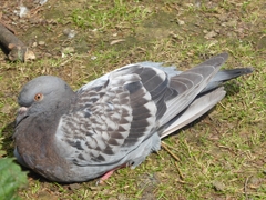 Columba livia domestica
