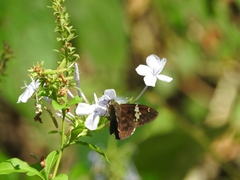 Celaenorrhinus stallingsi